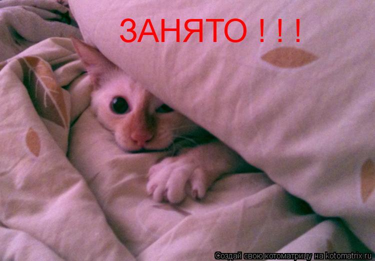 Котоматрица: ЗАНЯТО ! ! !