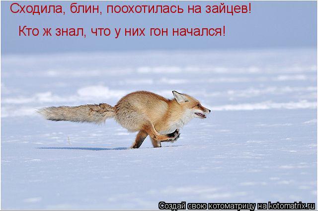 Котоматрица: Сходила, блин, поохотилась на зайцев! Кто ж знал, что у них гон начался!