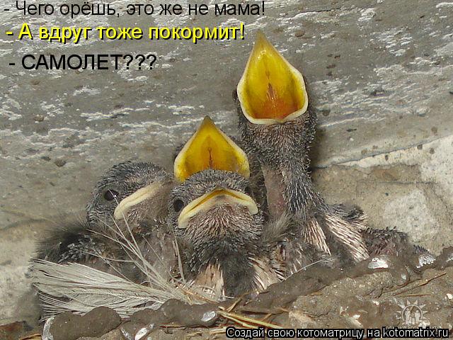 Котоматрица: - Чего орёшь, это же не мама! - А вдруг тоже покормит! - САМОЛЕТ???