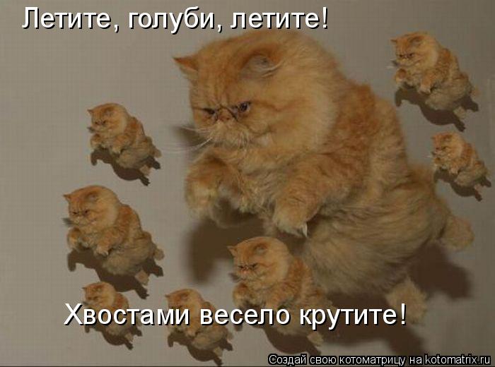 Котоматрица: Летите, голуби, летите! Хвостами весело крутите!