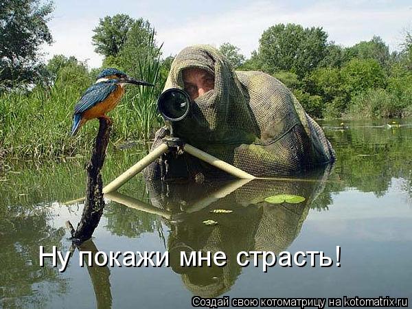 Котоматрица: Ну покажи мне страсть!