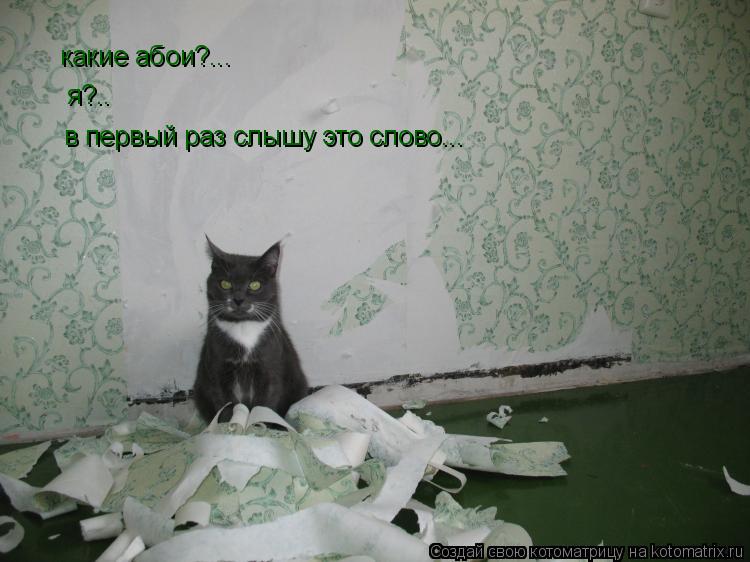 Котоматрица: какие абои?... я?.. в первый раз слышу это слово...