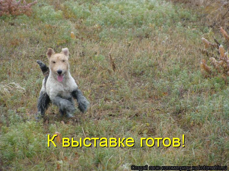 Котоматрица: К выставке готов!
