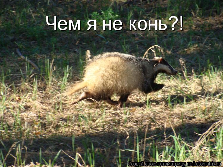 Котоматрица: Чем я не конь?!