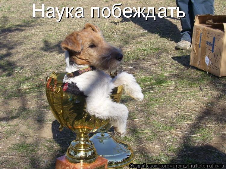 Котоматрица: Наука побеждать