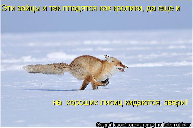 Котоматрица: Эти зайцы итак плодятся как кролики, да еще и на хо Эти зайцы и так плодятся как кролики, да еще и  на  хороших лисиц кидаются, звери!