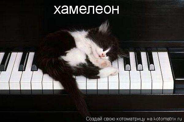 Котоматрица: хамелеон