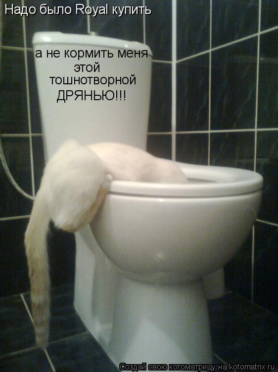 Надо было Royal купить а не кормить меня этой тошнотворной ДРЯНЬЮ!!!... Котоматрица: Надо было Royal купить а не кормить меня этой тошнотворной ДРЯНЬЮ!!!