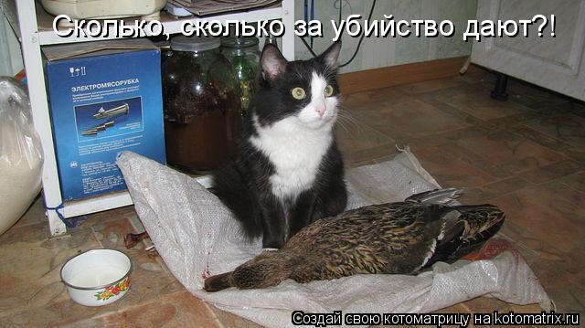 Котоматрица: Сколько, сколько за убийство дают?!
