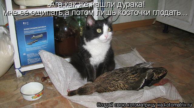 Котоматрица: -Ага,как же,нашли дурака! мне её ощипать,а потом лишь косточки глодать...