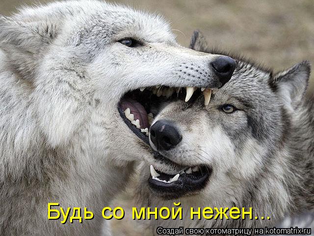 Будь со мной нежен...... Котоматрица: Будь со мной нежен...