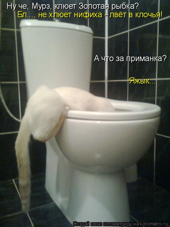 Ну че, Мурз, клюет Золотая рыбка? А что за приманка? Яжык... Бл..., не хлюет нифиха - лвёт в клочья!... Котоматрица: Ну че, Мурз, клюет Золотая рыбка? А что за приманка? Яжык... Бл..., не хлюет нифиха - лвёт в клочья!