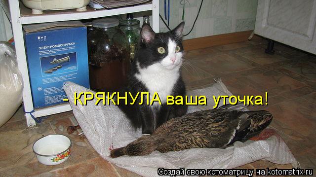 Котоматрица: - КРЯКНУЛА ваша уточка!