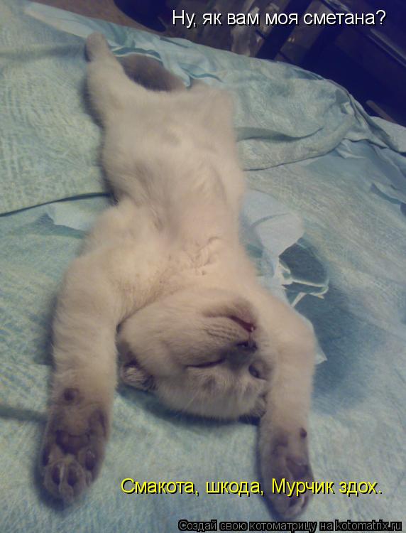 Ну, як вам моя сметана? Смакота, шкода, Мурчик здох.... Котоматрица: Ну, як вам моя сметана? Смакота, шкода, Мурчик здох.