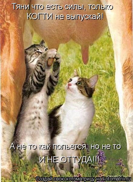 Тяни что есть силы, только КОГТИ не выпускай! А не то как польется, но не то И НЕ ОТТУДА!!!... Котоматрица: Тяни что есть силы, только КОГТИ не выпускай! А не то как польется, но не то И НЕ ОТТУДА!!!