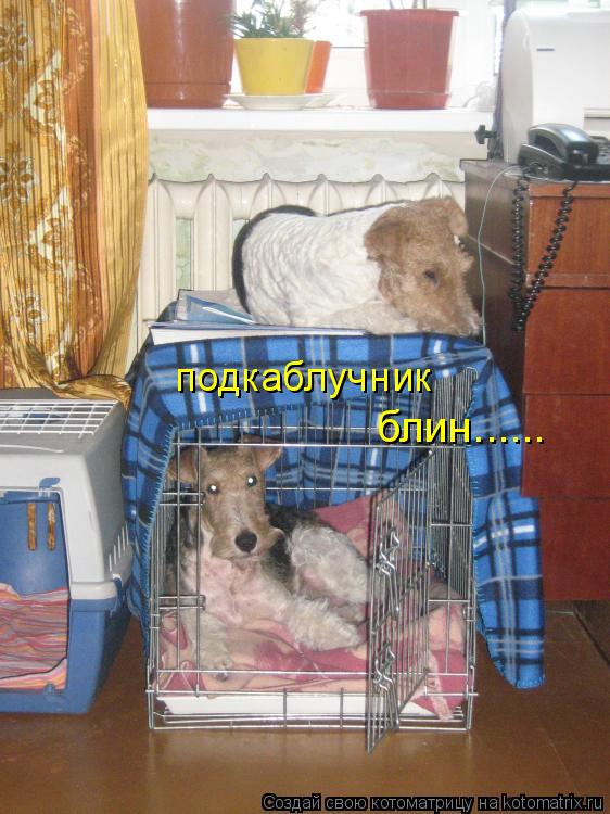 подкаблучник блин......... Котоматрица: подкаблучник блин......