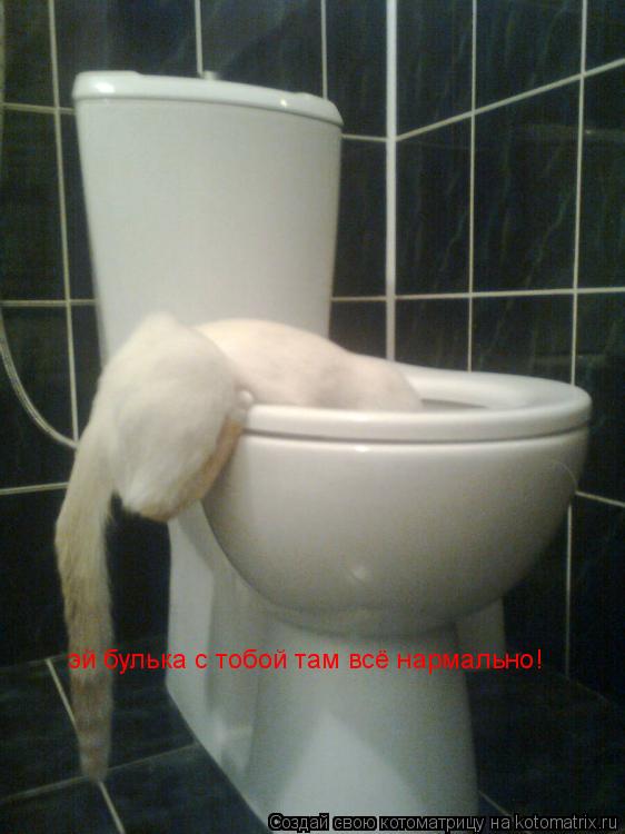 Котоматрица: эй булька с тобой там всё нармально!