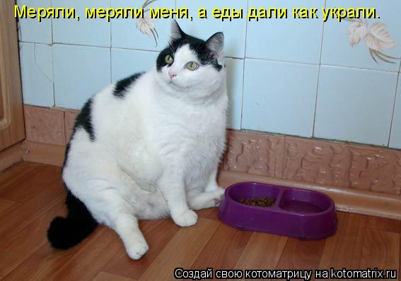 Меряли, меряли меня, а еды дали как украли.... Котоматрица: Меряли, меряли меня, а еды дали как украли.