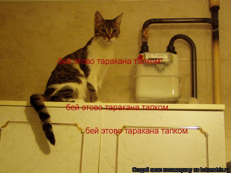 бей этово таракана тапком. бей этово таракана тапком. бей этово таракана тапком.... Котоматрица: бей этово таракана тапком. бей этово таракана тапком. бей этово таракана тапком.
