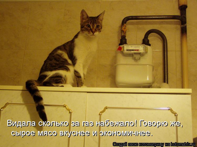 Видала сколько за газ набежало! Говорю же, сырое мясо вкуснее и экономичнее.... Котоматрица: Видала сколько за газ набежало! Говорю же, сырое мясо вкуснее и экономичнее.