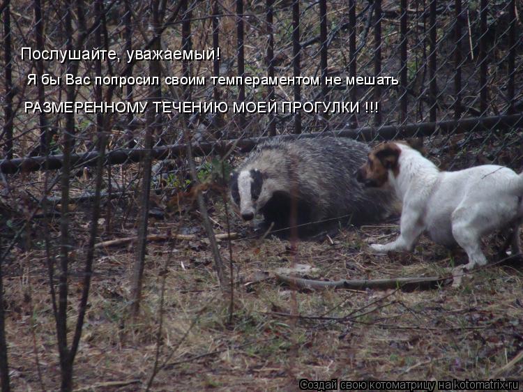 Послушайте, уважаемый! Я бы Вас попросил своим темпераментом не мешать РАЗМЕРЕННОМУ ТЕЧЕНИЮ МОЕЙ ПРОГ... Котоматрица: Послушайте, уважаемый! Я бы Вас попросил своим темпераментом не мешать РАЗМЕРЕННОМУ ТЕЧЕНИЮ МОЕЙ ПРОГУЛКИ !!!