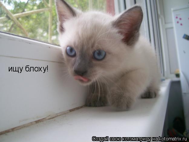 ищу блоху!... Котоматрица: ищу блоху!