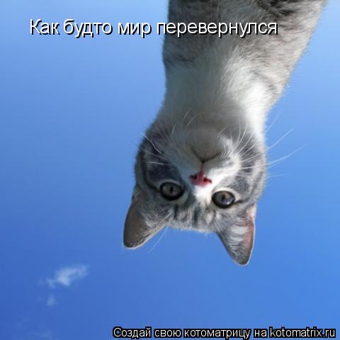 Как будто мир перевернулся... Котоматрица: Как будто мир перевернулся