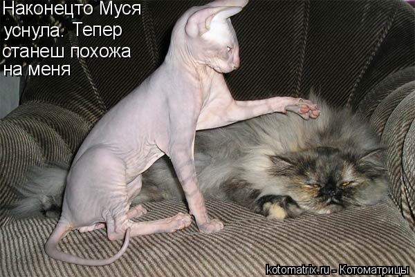 Наконецто Муся уснула. Тепер станеш похожа на меня... Котоматрица: Наконецто Муся уснула. Тепер станеш похожа на меня