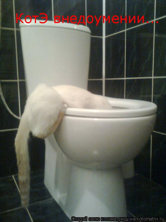 КотЭ внедоумении...... Котоматрица: КотЭ внедоумении...