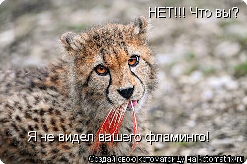 НЕТ!!! Что вы? Я не видел вашего фламинго!... Котоматрица: НЕТ!!! Что вы? Я не видел вашего фламинго!