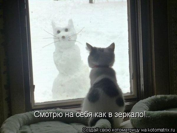 Смотрю на себя как в зеркало!..... Котоматрица: Смотрю на себя как в зеркало!..