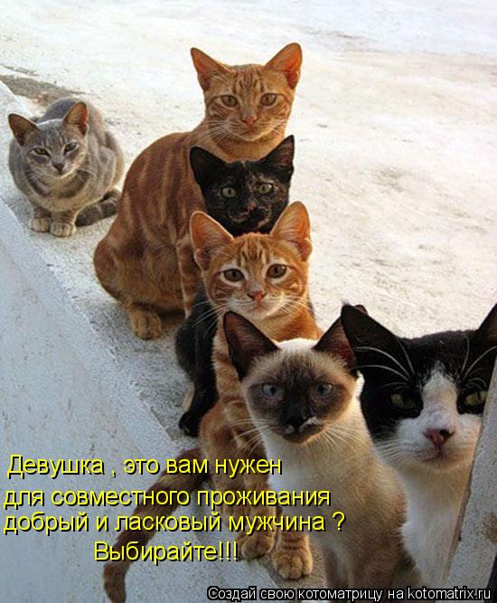 Девушка , это вам нужен для совместного проживания добрый и ласковый мужчина ? Выбирайте!!!... Котоматрица: Девушка , это вам нужен для совместного проживания добрый и ласковый мужчина ? Выбирайте!!!