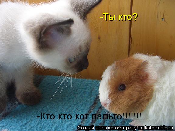 -Ты кто? -Кто кто кот пальто!!!!!!!... Котоматрица: -Ты кто? -Кто кто кот пальто!!!!!!!