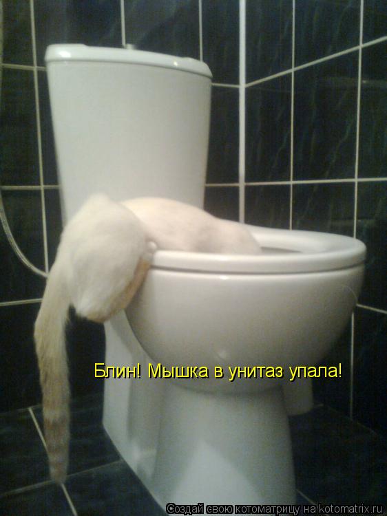 Блин! Мышка в унитаз упала!... Котоматрица: Блин! Мышка в унитаз упала!