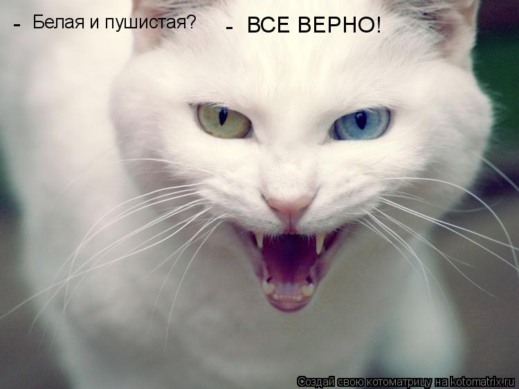 Котоматрица: Белая и пушистая? ВСЕ ВЕРНО! - -