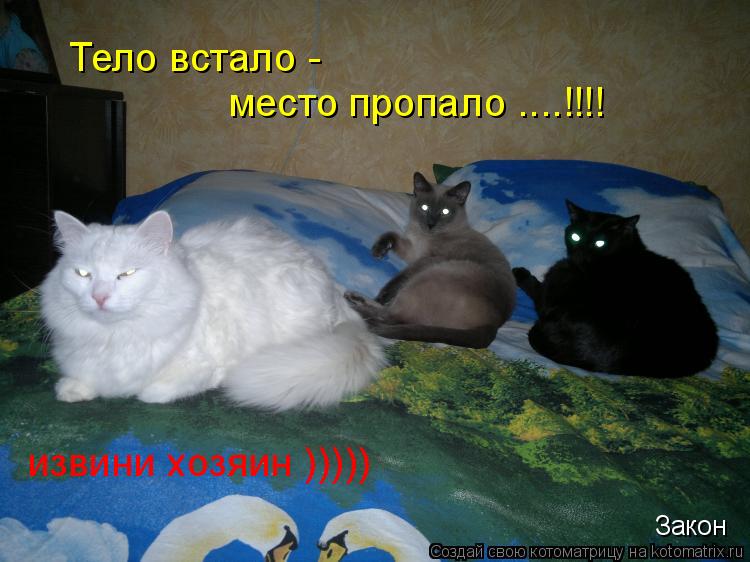 Закон Тело встало - место пропало ....!!!! извини хозяин )))))... Котоматрица: Закон Тело встало - место пропало ....!!!! извини хозяин )))))