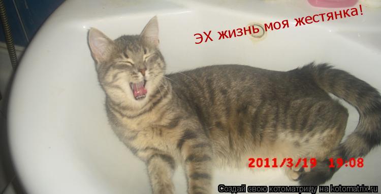 ЭХ жизнь моя жестянка!... Котоматрица: ЭХ жизнь моя жестянка!