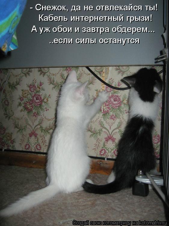 Котоматрица: - Снежок, да не отвлекайся ты! Кабель интернетный грызи! А уж обои и завтра обдерем... ..если силы останутся