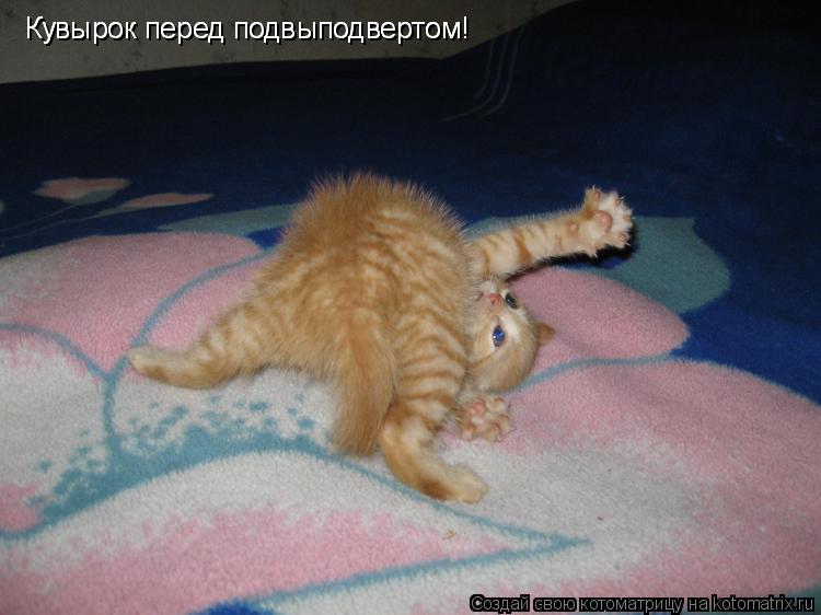 Котоматрица: Кувырок перед подвыподвертом! Кувырок перед подвыподвертом!
