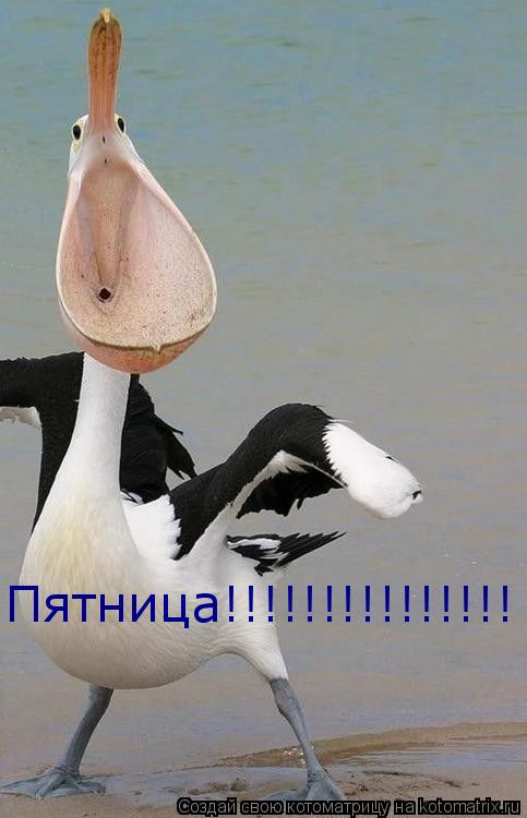 Котоматрица: Пятница!!!!!!!!!!!!!!!