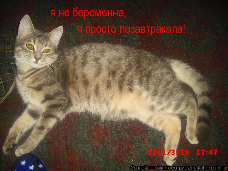Котоматрица: я не беременна, я просто позавтракала!