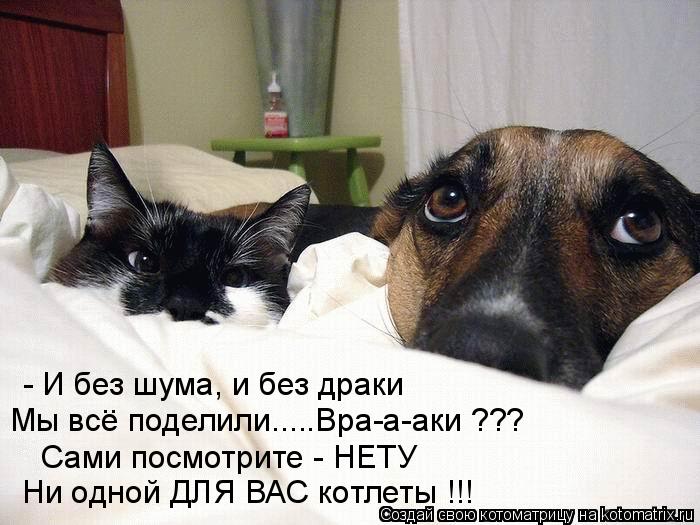 - И без шума, и без драки Мы все поделили.....Вра-а-аки ??? Ни одной ДЛЯ ВАС котлеты !!! Сами посмотр... Котоматрица: - И без шума, и без драки Мы все поделили.....Вра-а-аки ??? Ни одной ДЛЯ ВАС котлеты !!! Сами посмотрите - НЕТУ ..