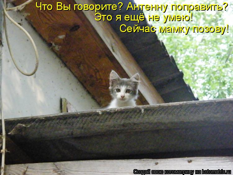 Что Вы говорите? Антенну поправить? Это я ещё не умею! Сейчас мамку позову!... Котоматрица: Что Вы говорите? Антенну поправить? Это я ещё не умею! Сейчас мамку позову!