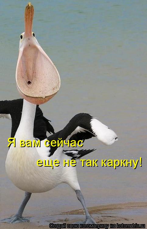 Котоматрица: Я вам сейчас еще не так каркну!
