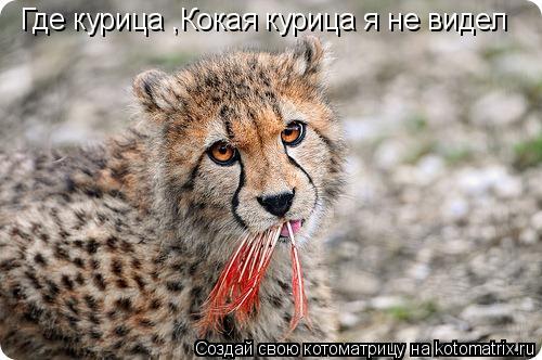 Где курица Где курица ,Кокая курица я не видел... Котоматрица: Где курица Где курица ,Кокая курица я не видел