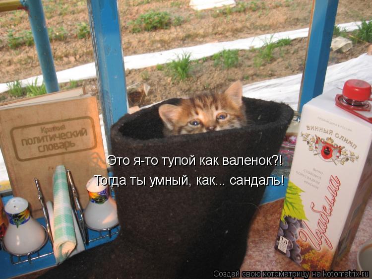 Котоматрица: Это я-то тупой как валенок?! Тогда ты умный, как... сандаль!