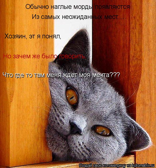Обычно наглые морды появляются Из самых неожиданных мест..... Хозяин, эт я понял, Но зачем же было го... Котоматрица: Обычно наглые морды появляются Из самых неожиданных мест..... Хозяин, эт я понял, Но зачем же было говорить, Что где то там меня ждет моя мечта?