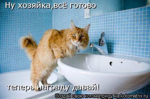 Ну хозяйка,всё готово теперь награду давай!... Котоматрица: Ну хозяйка,всё готово теперь награду давай!