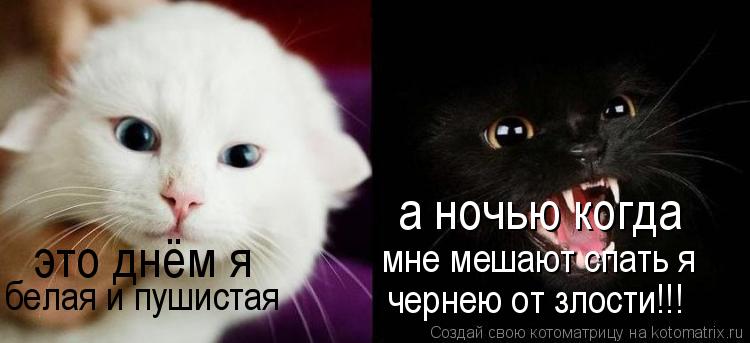 это днём я белая и пушистая а ночью когда мне мешают спать я чернею от злости!!!... Котоматрица: это днём я белая и пушистая а ночью когда мне мешают спать я чернею от злости!!!