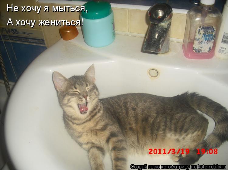 Не хочу я мыться, А хочу жениться!... Котоматрица: Не хочу я мыться, А хочу жениться!
